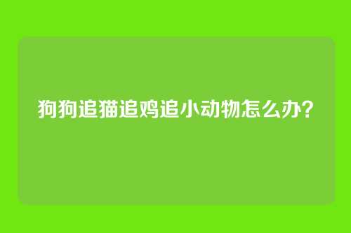 狗狗追猫追鸡追小动物怎么办？