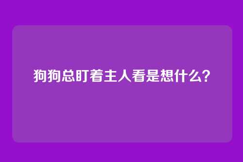 狗狗总盯着主人看是想什么？
