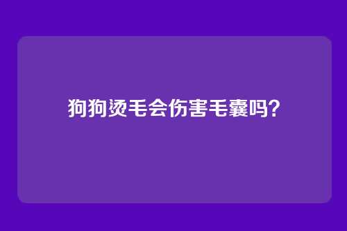 狗狗烫毛会伤害毛囊吗?