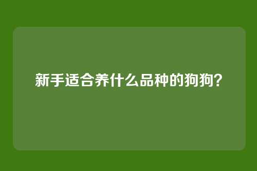 新手适合养什么品种的狗狗?