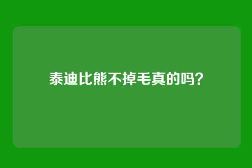 泰迪比熊不掉毛真的吗?