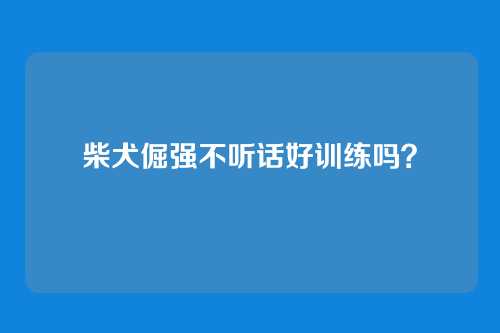 柴犬倔强不听话好训练吗？