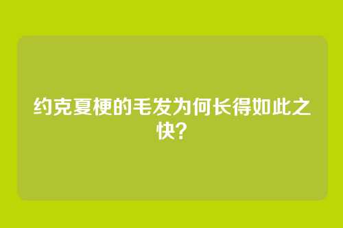 约克夏梗的毛发为何长得如此之快？