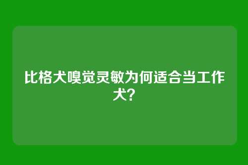 比格犬嗅觉灵敏为何适合当工作犬?