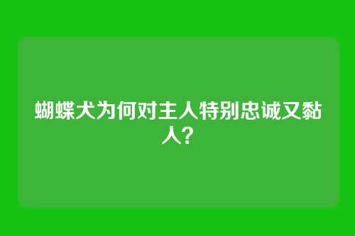 蝴蝶犬为何对主人特别忠诚又黏人？