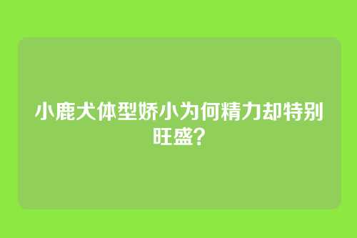 小鹿犬体型娇小为何精力却特别旺盛?