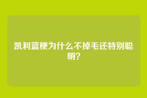 凯利蓝梗为什么不掉毛还特别聪明?