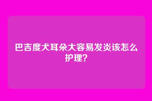 巴吉度犬耳朵大容易发炎该怎么护理？