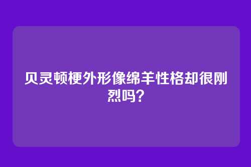 贝灵顿梗外形像绵羊性格却很刚烈吗?