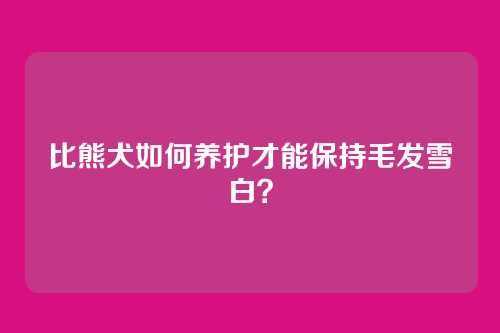 比熊犬如何养护才能保持毛发雪白?