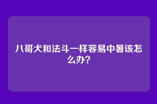 八哥犬和法斗一样容易中暑该怎么办？