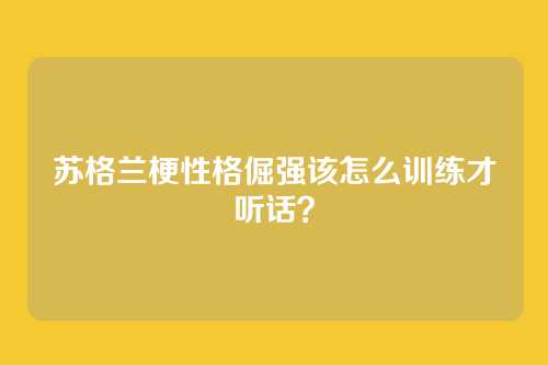 苏格兰梗性格倔强该怎么训练才听话？