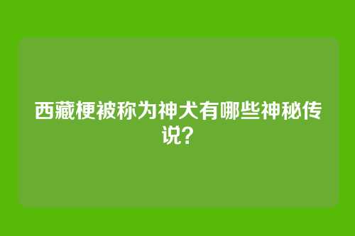 西藏梗被称为神犬有哪些神秘传说？