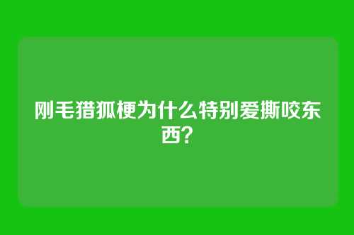 刚毛猎狐梗为什么特别爱撕咬东西?