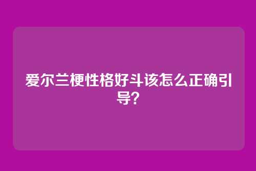 爱尔兰梗性格好斗该怎么正确引导?