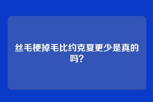丝毛梗掉毛比约克夏更少是真的吗?