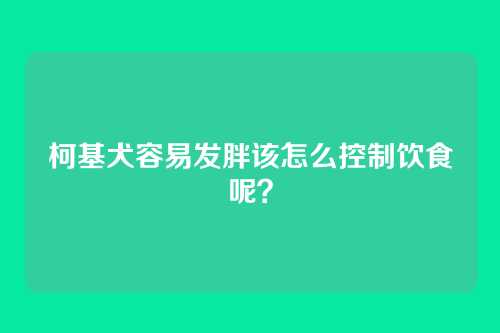 柯基犬容易发胖该怎么控制饮食呢?