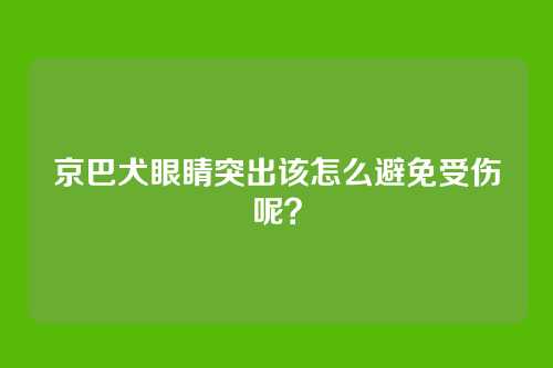 京巴犬眼睛突出该怎么避免受伤呢?