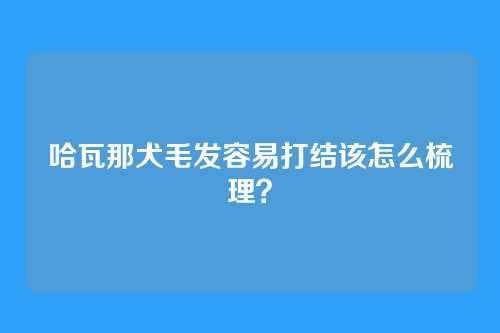 哈瓦那犬毛发容易打结该怎么梳理？