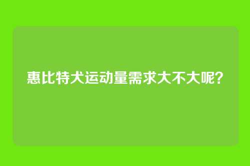 惠比特犬运动量需求大不大呢？