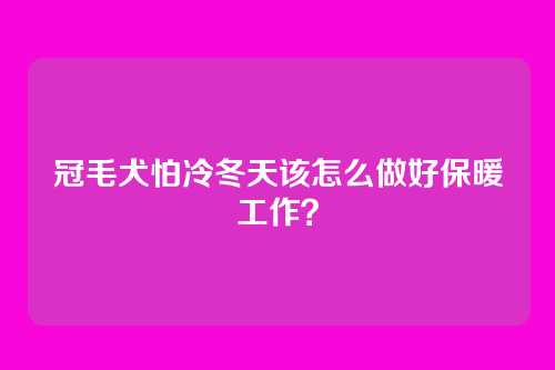 冠毛犬怕冷冬天该怎么做好保暖工作？