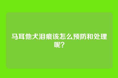 马耳他犬泪痕该怎么预防和处理呢？