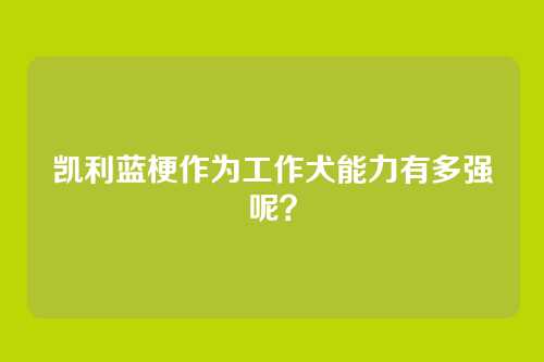 凯利蓝梗作为工作犬能力有多强呢?