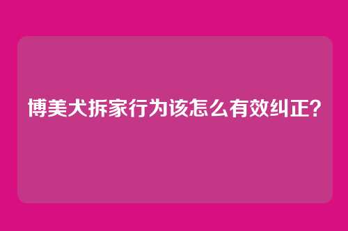 博美犬拆家行为该怎么有效纠正?