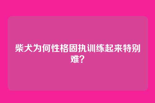柴犬为何性格固执训练起来特别难？