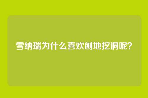 雪纳瑞为什么喜欢刨地挖洞呢？