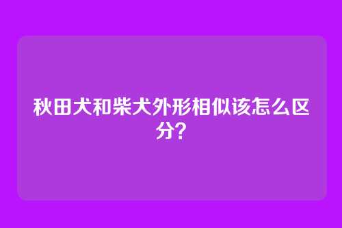 秋田犬和柴犬外形相似该怎么区分?