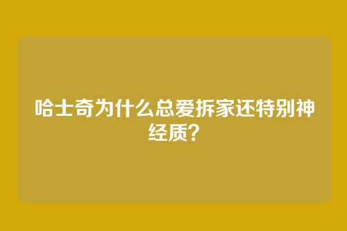 哈士奇为什么总爱拆家还特别神经质?