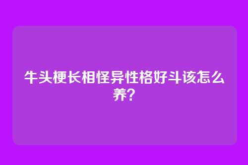 牛头梗长相怪异性格好斗该怎么养？