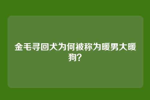 金毛寻回犬为何被称为暖男大暖狗?