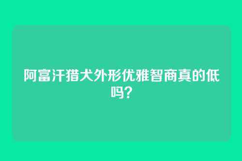 阿富汗猎犬外形优雅智商真的低吗？
