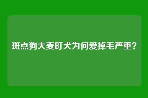 斑点狗大麦町犬为何爱掉毛严重?