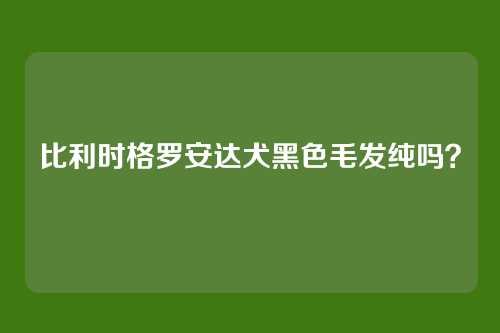 比利时格罗安达犬黑色毛发纯吗?
