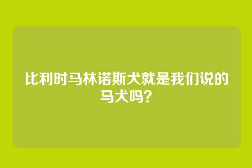 比利时马林诺斯犬就是我们说的马犬吗?