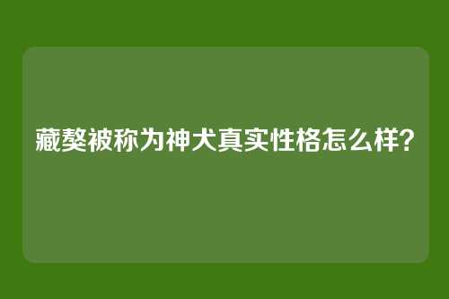 藏獒被称为神犬真实性格怎么样?