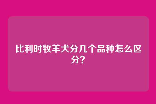 比利时牧羊犬分几个品种怎么区分？