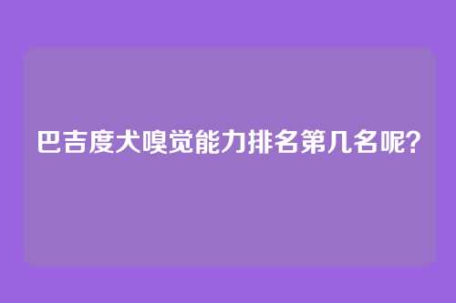 巴吉度犬嗅觉能力排名第几名呢？