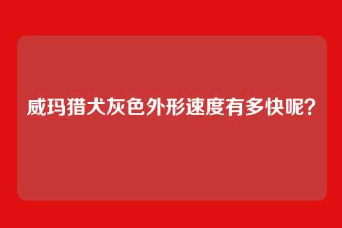 威玛猎犬灰色外形速度有多快呢？