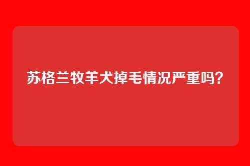 苏格兰牧羊犬掉毛情况严重吗？