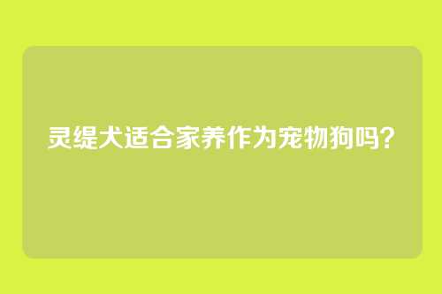 灵缇犬适合家养作为宠物狗吗?