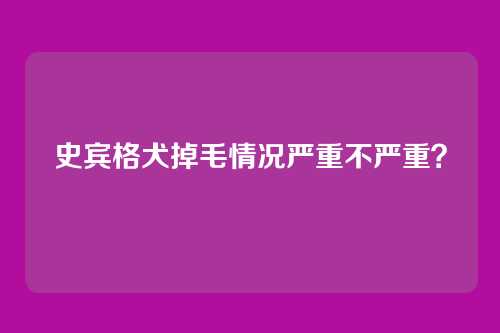 史宾格犬掉毛情况严重不严重？