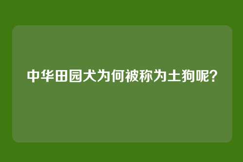 中华田园犬为何被称为土狗呢？