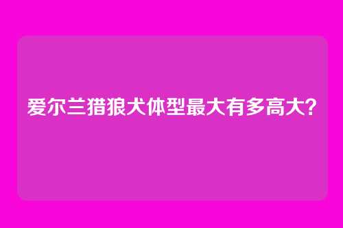 爱尔兰猎狼犬体型最大有多高大？