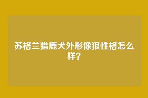 苏格兰猎鹿犬外形像狼性格怎么样？