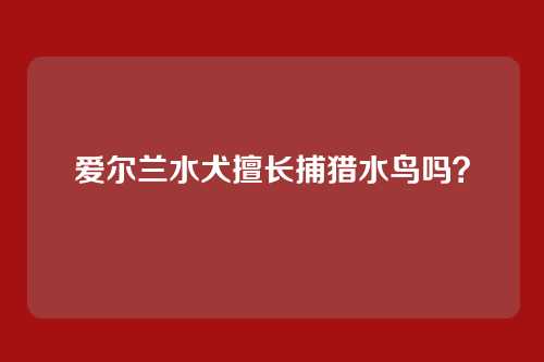 爱尔兰水犬擅长捕猎水鸟吗？