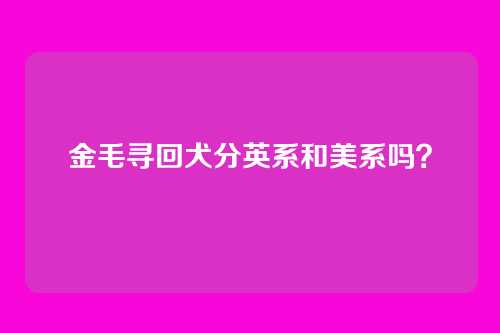 金毛寻回犬分英系和美系吗？